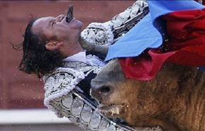 ما هو مصير الثور عندما يقوم بنطح المصارع وقتله أمام الجمهور؟