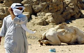 كيف ردت قبائل جازان على استفزازات آل سعود لهم؟