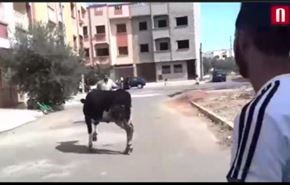 فيديو.. عجل هائج يفر من أصحابه ويهاجم العشرات أثناء مطاردته
