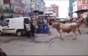 بالفيديو.. عجل 