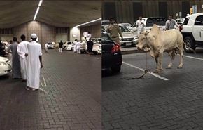 فيديو وصور.. ثور هارب داخل مواقف المسجد النبوي!