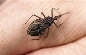 اذا رأيت هذه الحشرة في منزلك قم بالاتصال بالاسعاف فوراً!