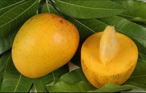 میوه ای که 