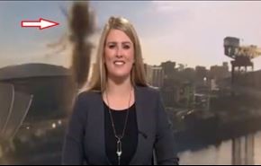 بالفيديو..لقطات مرعبة لدبور ضخم يهاجم مذيعة على الهواء