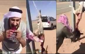 قصابی و خام خوری گوشت گرگ توسط وهابی های سعودی+فیلم