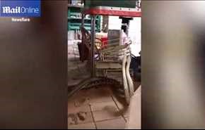 شاهد.. ثعبانان ضخمان يتعاركان داخل مطبخ في استراليا