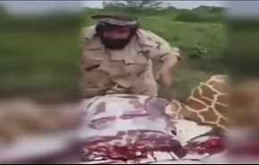 سعودی شکم‌چران در آفریقا: پس از زرافه، فیل می‌خورم! ویدیو