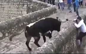 بالفيديو.. سقوط رجل من أعلى جسر بسبب ثور هائج