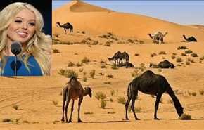 ویدیو؛ 50 شتر و شرط جالب برای خواستگاری از دختر ترامپ