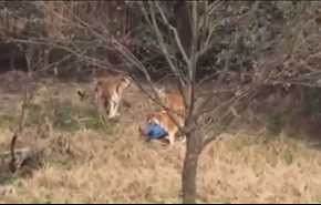 فيديو مرعب: على مرأى من الجميع .. نمور تفترس رجلا في الصين!