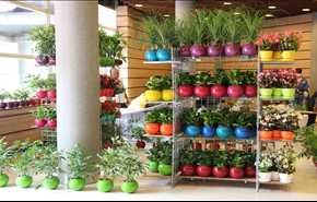 20 گیاه زینتی همیشه سبز در خانه!