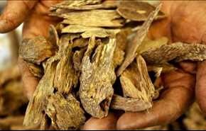 العطر الذي يفوق الذهب سعراً