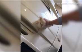شاهد هذه الفيديو الذي تسبب بكارثة على الإنترنت!
