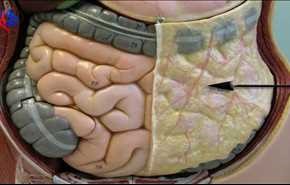 چربی دور شکم مفید است