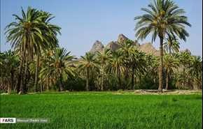 بالصور.. بساتين النخيل في بلدة ايرندغان بمحافظة سيستان وبلوجستان جنوب شرق ايران