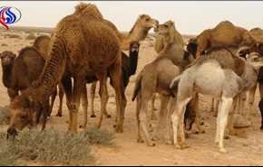 مقاطعة غريبة.. شاهد ماذا فعلت السعودية بالجمال والاغنام القطرية!