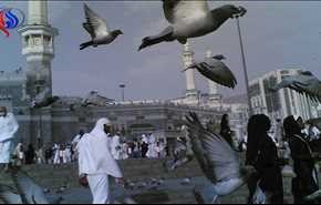 شاهد....هل تعرف هذه المعلومات عن الحمام المكي؟