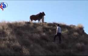 بالفيديو.. ثور هارب ينتقم من ضابط أطلق عليه سهما مهدئا