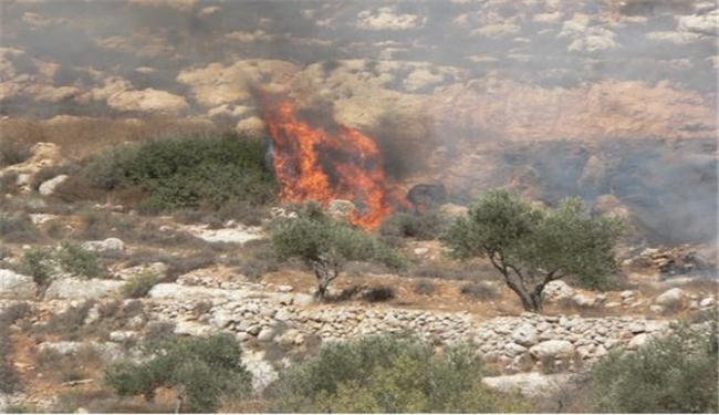 مستوطنون يحرقون 500 شجرة زيتون في الضفة الغربية