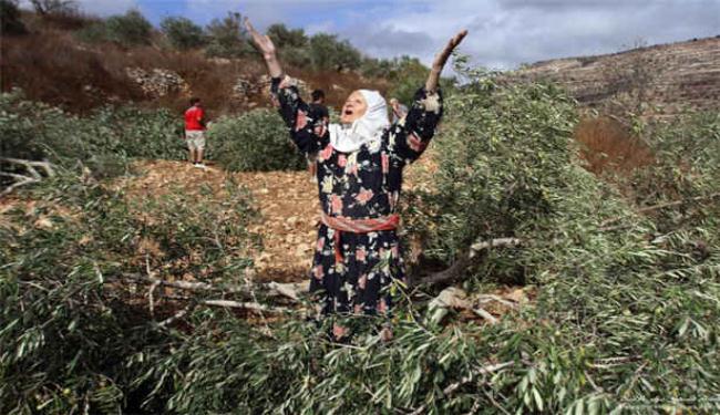 مستوطنون يدمرون بستان زيتون في القدس المحتلة