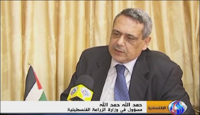 انخفاض محصول الزيتون بسبب الجدار والمستوطنين