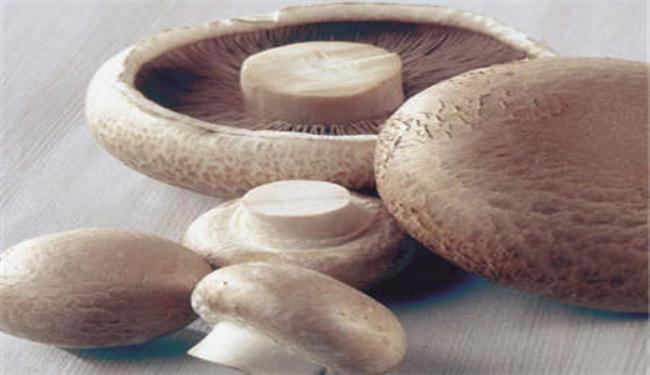 الفطر قد يعالج الاضطرابات النفسية