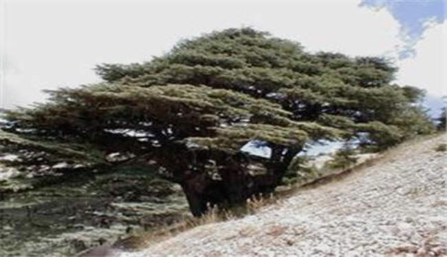 جينة شجر الشوح البلسمي بديلا للعنبر بصناعة العطور