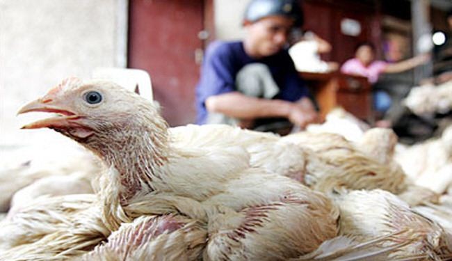 ظهور اصابات بانفلونزا الطيور في جنوب افريقيا