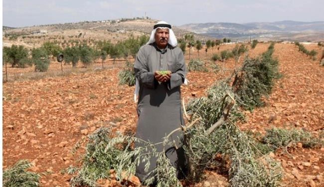 صهيونيستها باغات زيتون فلسطينيان راتخريب كردند