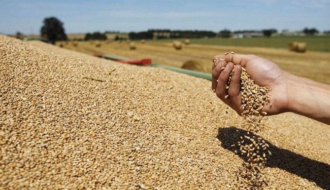 الفاو تتوقع تحسن إنتاج الحبوب في 2013