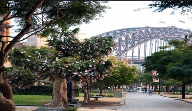 في سيدني.. النقود تنمو على شجرة