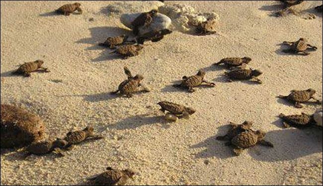10 آلاف سلحفاة بحقائب مسافرين