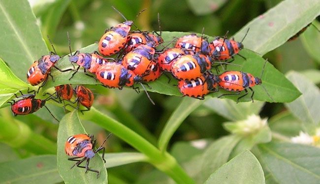 کنترل ترافیک حشره ای