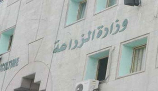 صحف مصرية تتحدث عن طماطم اسرائيلية مسرطنة والوزير ينفي