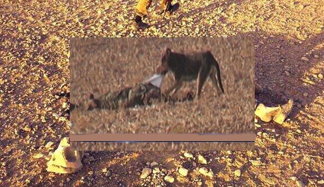 بعد ذبح الناس والتنكيل بهم .. النصرة تطعم الجثث للكلاب