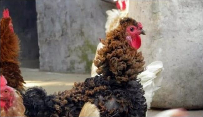 يا للعجب..ديك بريش مجعد !