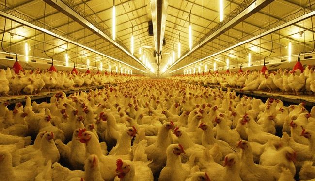 قطر واردات مرغ از شرکت عربستانی را ممنوع کرد