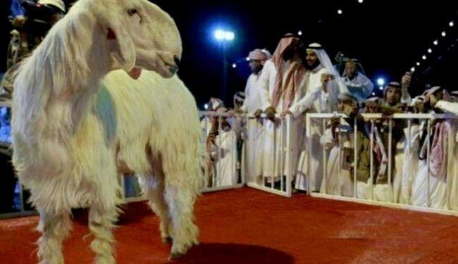 بز 80 هزار دلاری در عربستان ! + عکس
