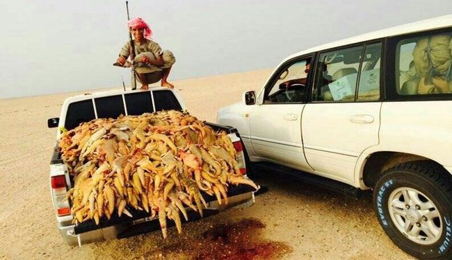 بالصور.. شباب سعودي يصطادون كميات مهولة من 