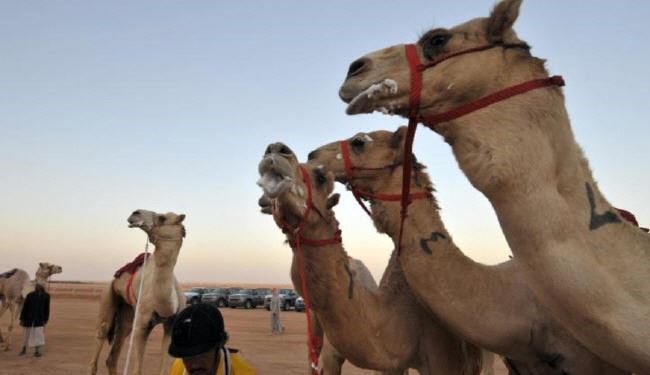 توقف واردات شتر به عربستان به‌خاطر کرونا