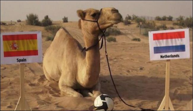 داعية سعودي: تنبؤ الحيوانات بنتائج المباريات 