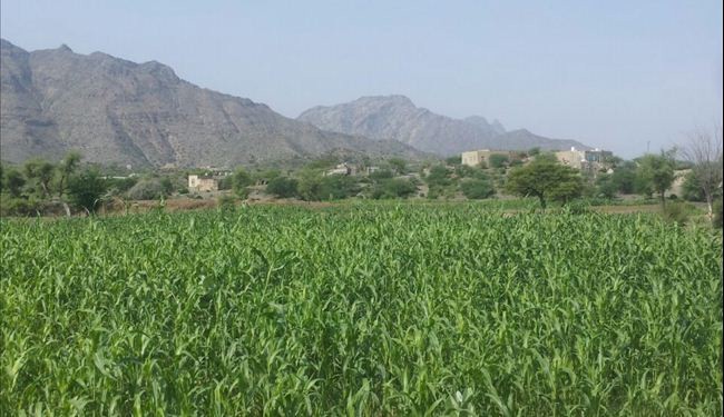 صور عن المناطق الخضراء في جنوب الیمن