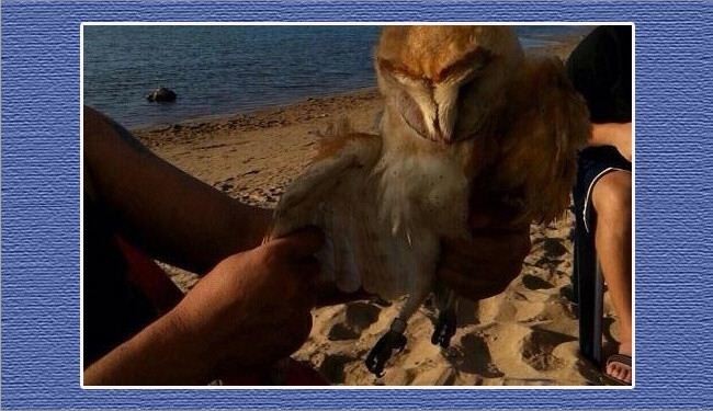به دام افتادن پرنده‌ 