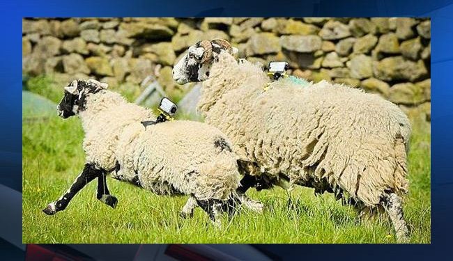 كيف تستعين بريطانيا بالخراف والمواشي لتقوية شبكات 