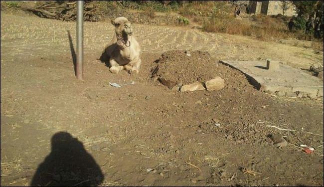 وفاداری شتر به صاحب مُرده خود + عکس