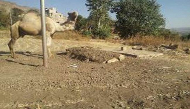 في زمن شح فيه الوفاء..اليك قصة هذا الجمل الوفي!