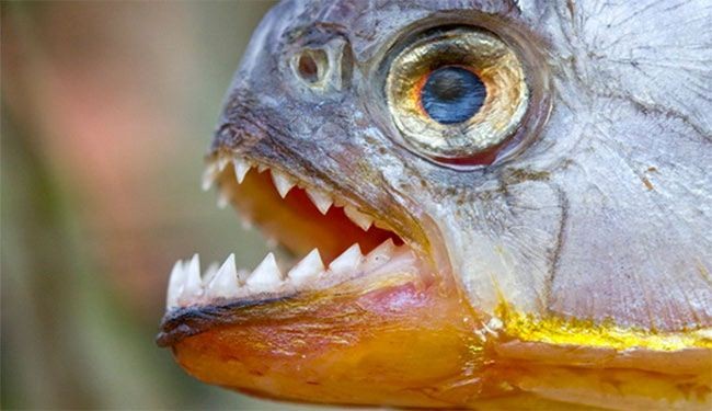اسماك البيرانا تفترس طفلة بمجرد سقوطها في الماء!!