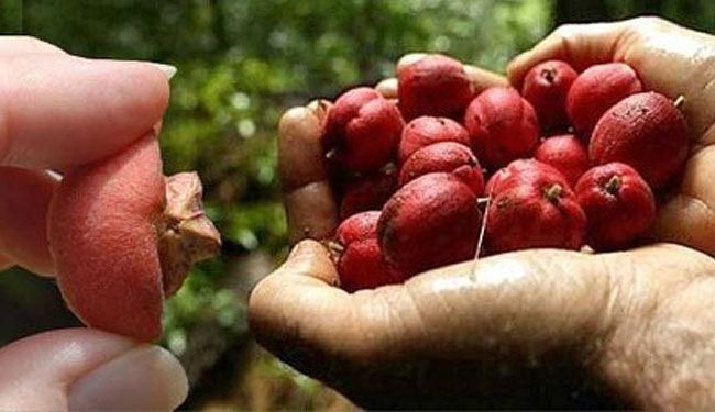 وداعاً للسرطان.. فاكهة أسترالية تقضي عليه بـ