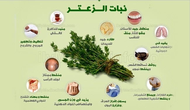 10 كنوز لا تعرفها عن الزعتر