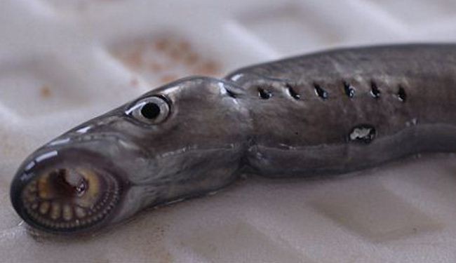 أسماك ذات أسنان 